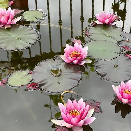 La Brezza Del Pollino Bed & Breakfast